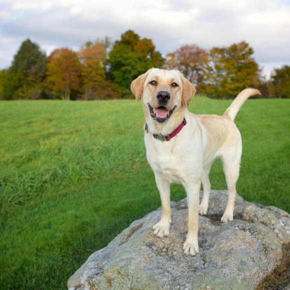 Meet your Posher, muttmomma - Picture 7 of 8